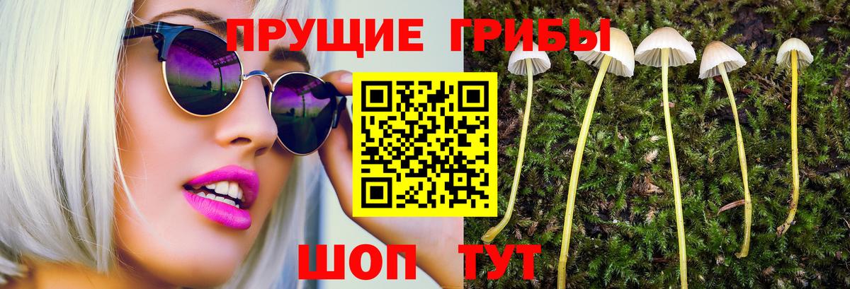 Псилоцибиновые грибы Psilocybine cubensis Бердск